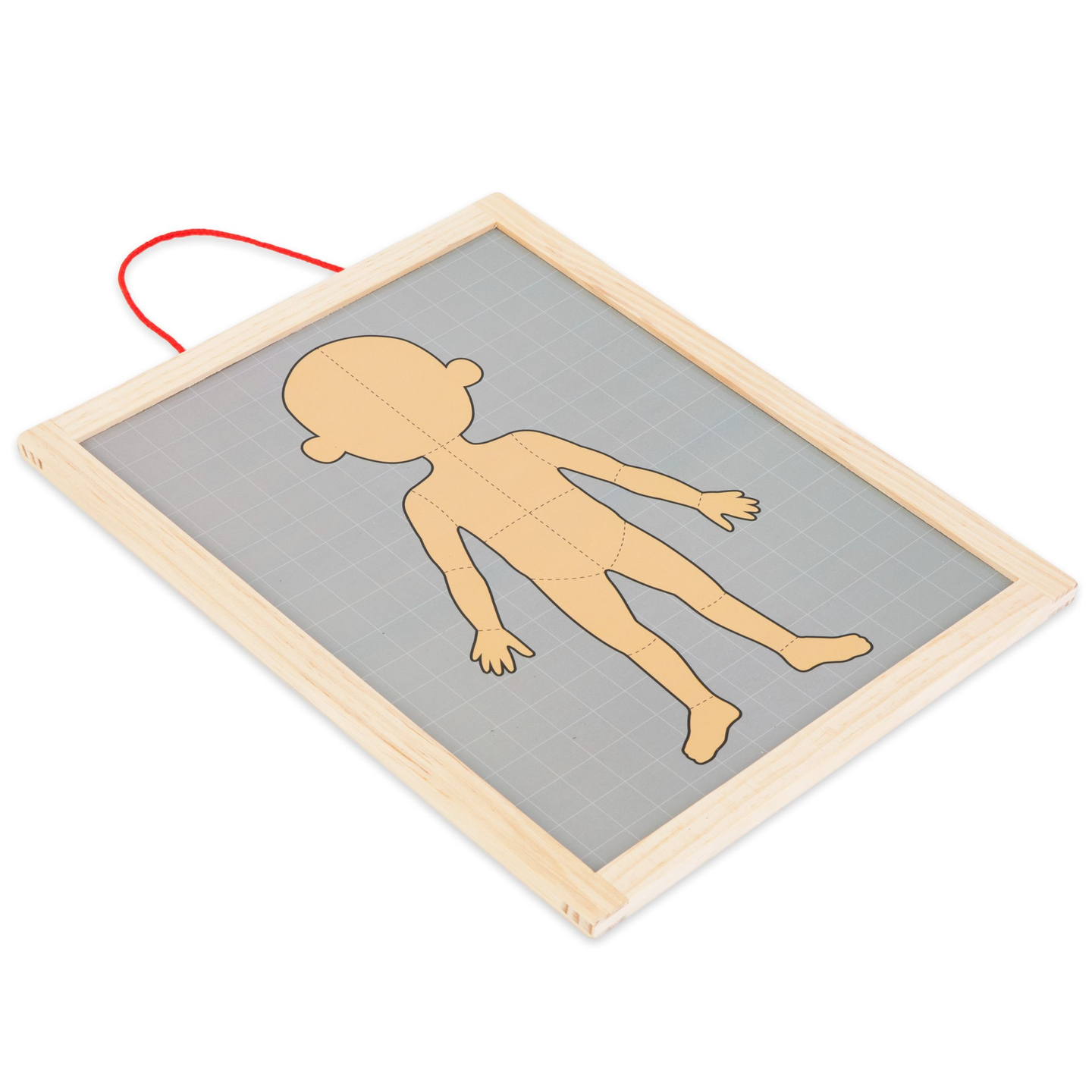 Quebra-cabeças magnéticos - Aprendendo anatomia - Corpo humano