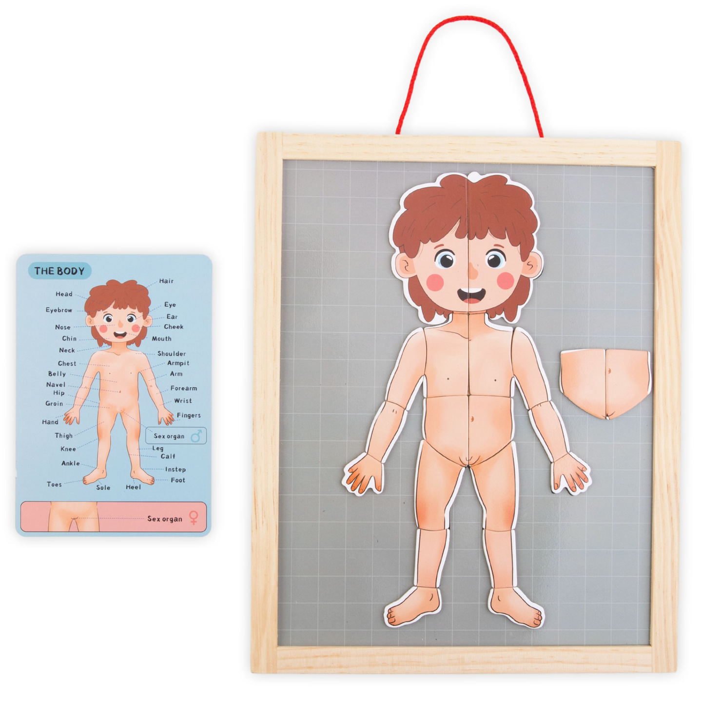 Quebra-cabeças magnéticos - Aprendendo anatomia - Corpo humano