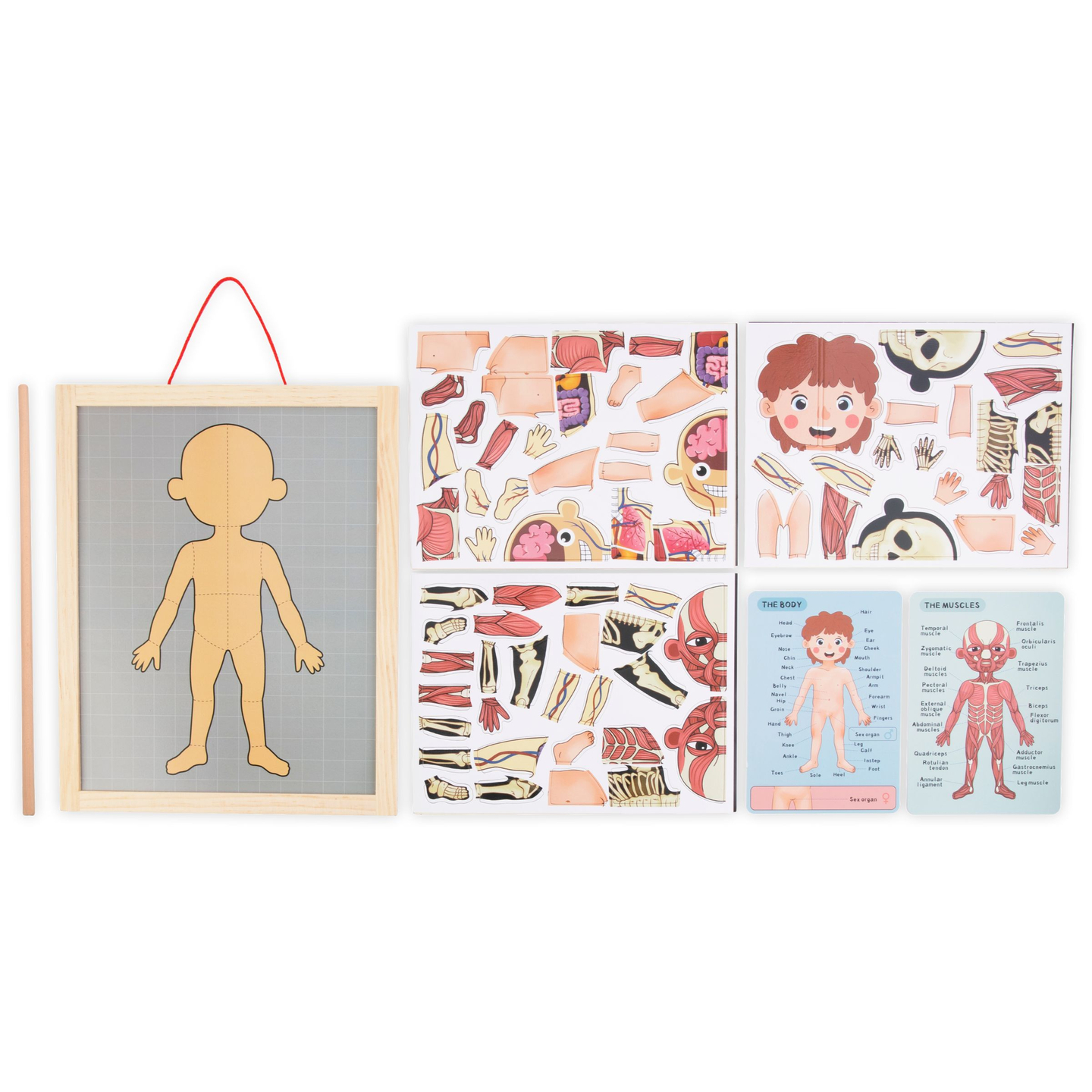 Quebra-cabeças magnéticos - Aprendendo anatomia - Corpo humano