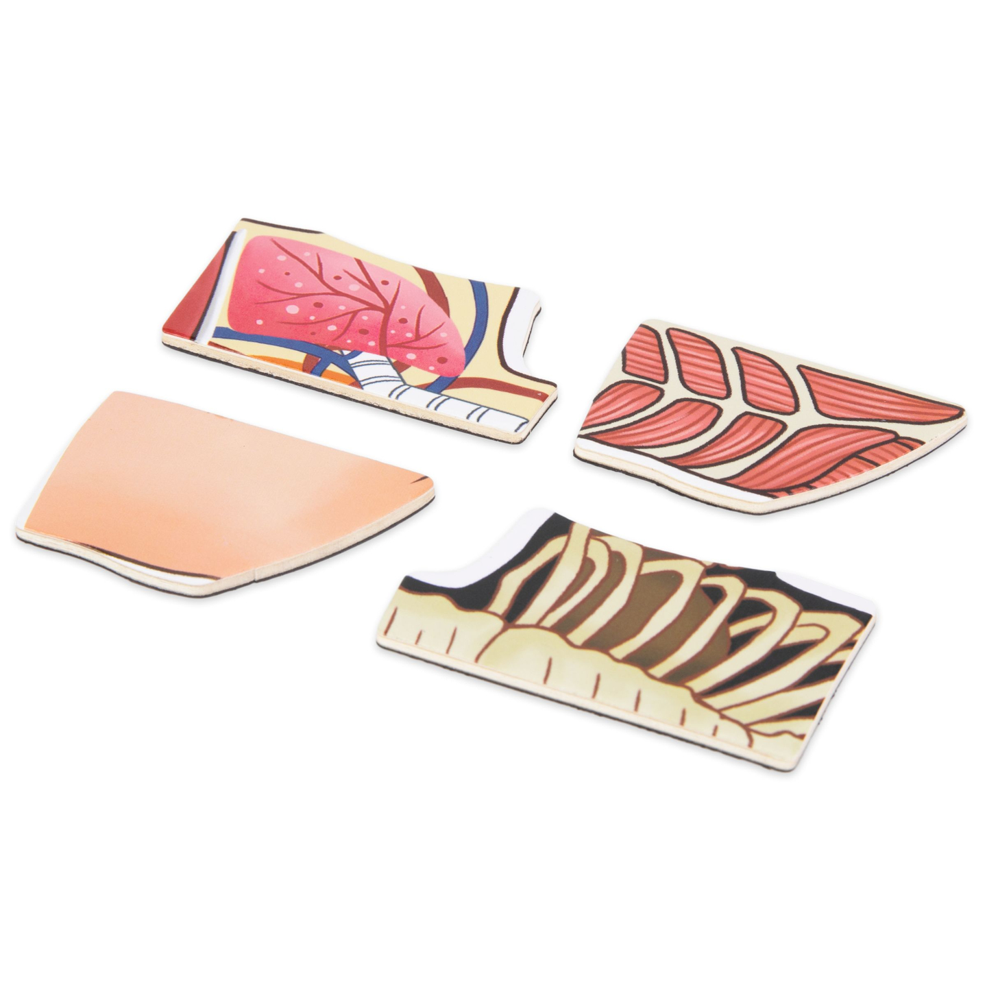 Quebra-cabeças magnéticos - Aprendendo anatomia - Corpo humano